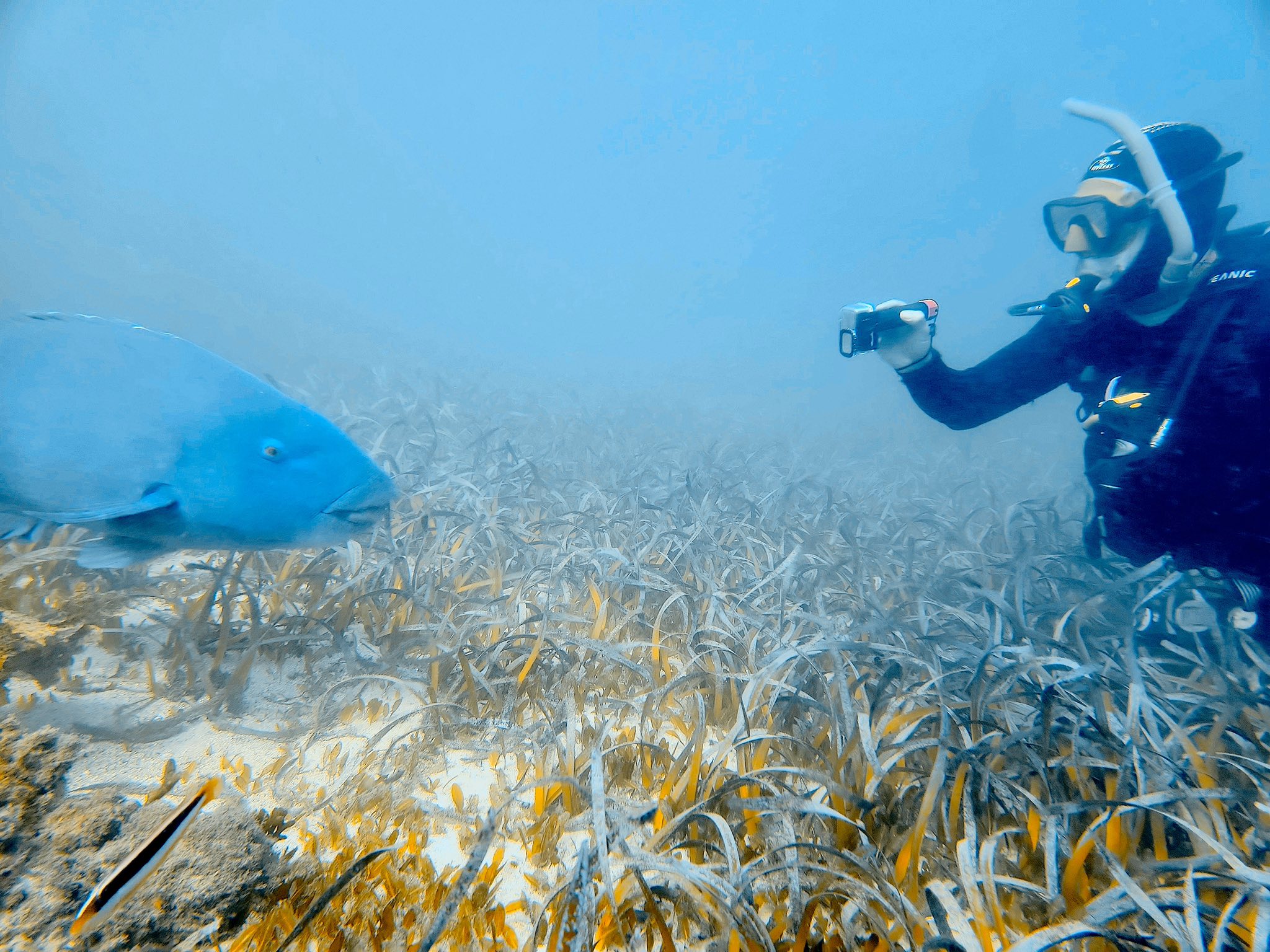 Scuba diver kneeling in golden marine algae to photograph two large giant cuttlefish blending into the reef.