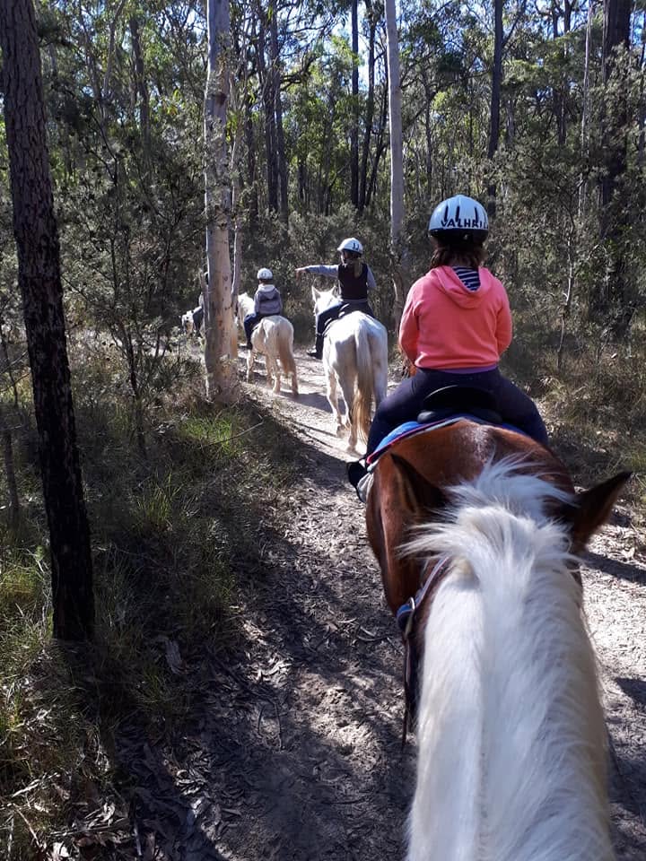 The view from behind a rider in a pink jacket and white helmet, looking ahead on a narrow dirt trail winding through a dense eucalyptus forest, following a group of other horses and riders.