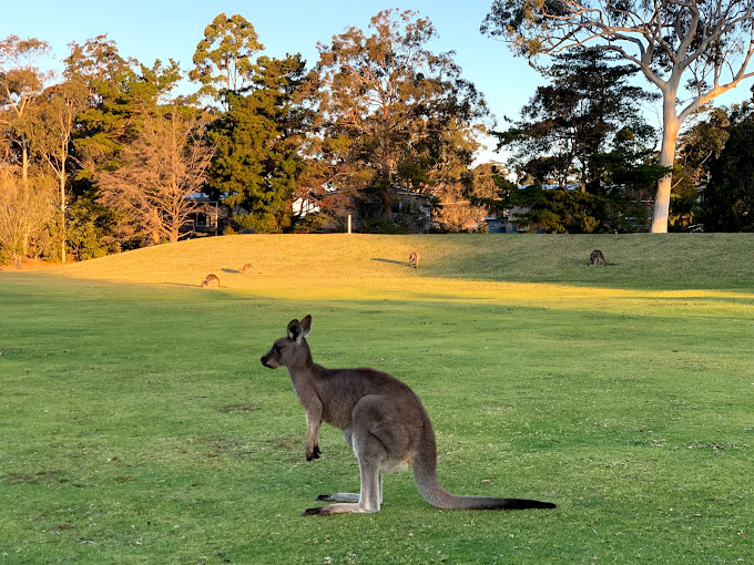 An eastern grey kangaroo stands alert on the manicured fairway of St Georges Basin Golf Club, with additional kangaroos grazing on a grassy knoll in the background under warm golden hour light.