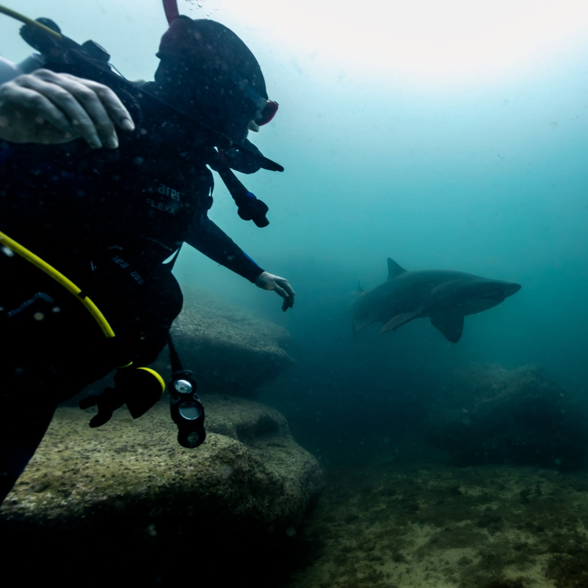 Scuba diver swimming near a shark in the clear waters of Jervis Bay