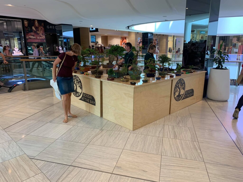 Bonsai trees displayed at a Bonsai at the Bay exhibition in a shopping centre
