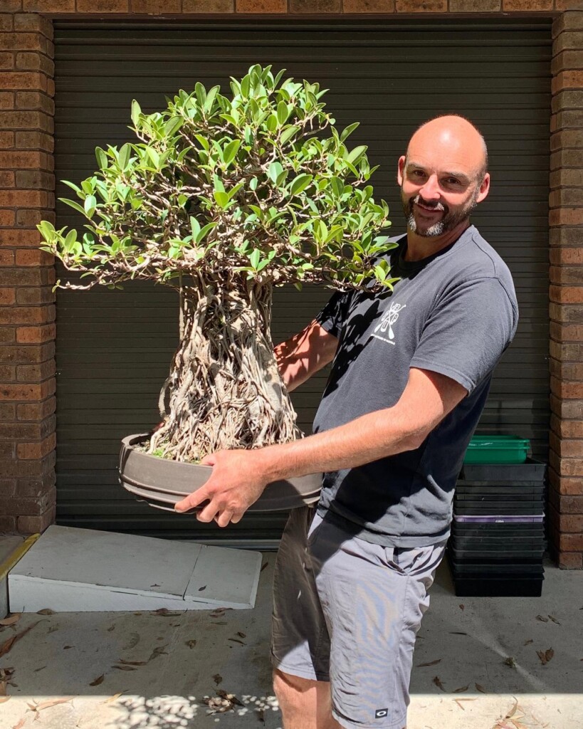 Large mature bonsai tree held by a bonsai enthusiast